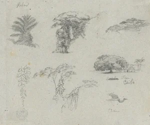 Schetsen uit Zuid-Amerika. Botanische schetsen. Vliegende kraanvogel.